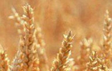 小麦胚芽油的功效与作用及食用方法 小麦胚芽油的功效与作用