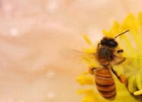 茶花花粉的功效与作用 茶花花粉的功效与作用有哪些