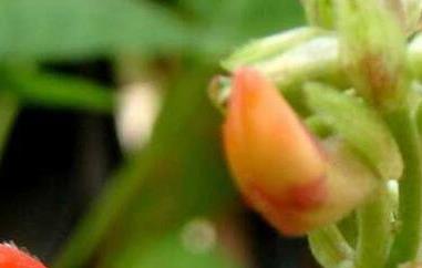 红花菜豆的功效与作用及食用方法 红花菜豆的功效与作用及食用方法及禁忌