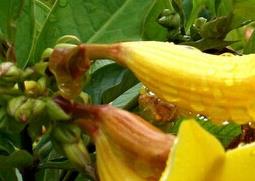软枝黄蝉的功效与作用 黄蝉的功效与作用