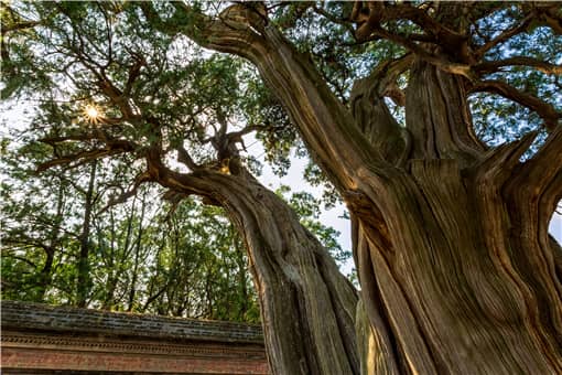 国家对古树的补偿标准：几百年的古树征收怎么赔偿？