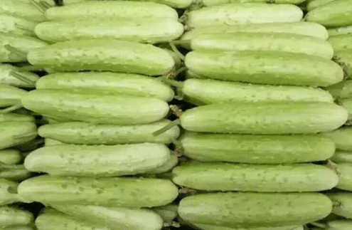 白黄瓜载培技术，白黄瓜怎么播种 黄瓜的栽培种植技术