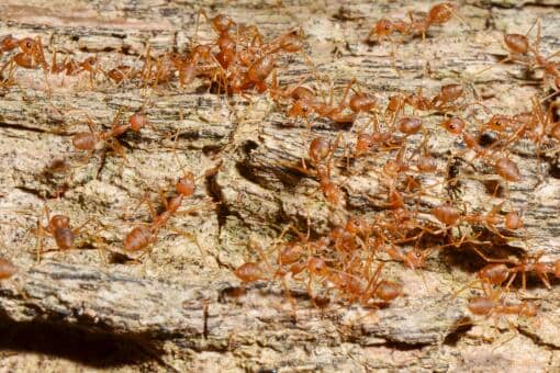 被入侵生物红火蚁咬伤怎么处理 被红火蚁咬后的处理