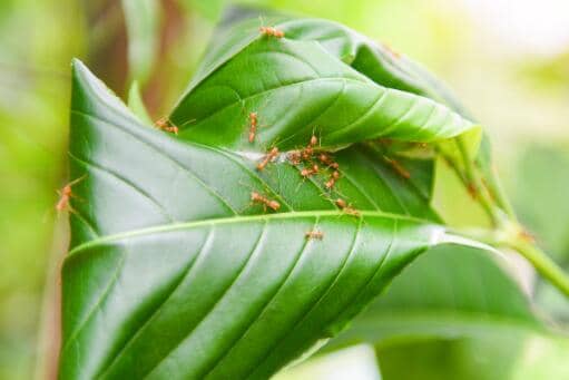 红火蚁是什么蚂蚁