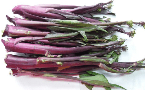 紫菜苔如何追肥，种植方法技巧简介（红菜苔移栽多久可以施肥）