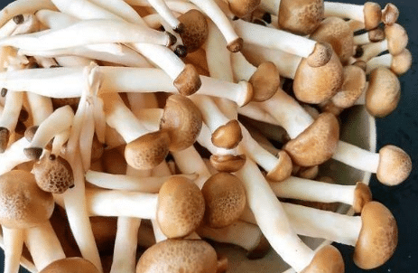 蟹味菇人工栽培技术，蟹味菇好养吗，怎么养殖好