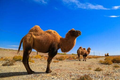 边境骆驼戴上反光腿带