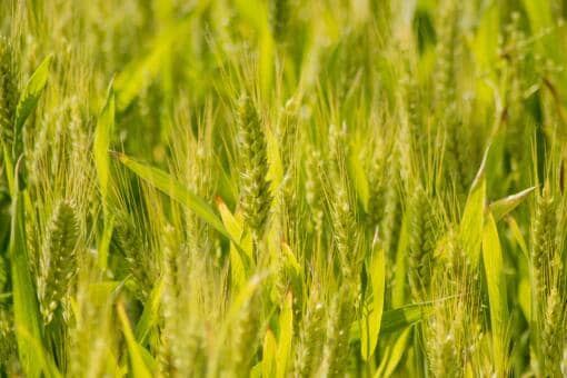 2021年9月小麦价格预测：今天小麦多少钱一斤？会涨破1.4吗？