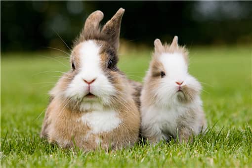 2021年养殖兔子国家有补贴吗