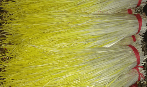 栽培无公害蒜黄的技术 蒜黄种植方法技巧总结