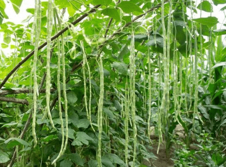 豇豆栽培技术，豇豆应该怎么种植 豇豆种植技术和种植时间