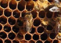 老蜂巢怎么吃 老蜂巢怎么吃正确和存放