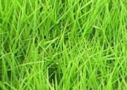 结缕草的功效与作用 结缕草属于哪一种草