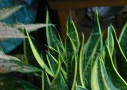黄金虎尾兰的养殖方法 虎尾兰的养殖方法