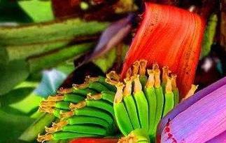 香蕉花的功效与作用晒干 香蕉花的功效与作用