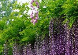 紫藤怎么养殖 盆栽紫藤的养殖方法