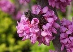 紫荆花的养殖方法和病虫害防治（紫荆花的养殖方法和病虫害防治方法）