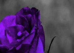 紫玫瑰与粉玫瑰的区别 红玫瑰和紫玫瑰的区别