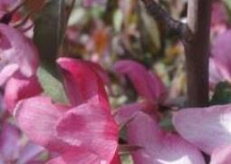 紫叶海棠花的养殖方法和注意事项 紫叶海棠花的养殖方法和注意事项图片