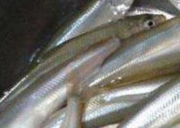 长江子鱼的功效与作用及食用方法 长江子鱼的功效与作用及食用方法视频
