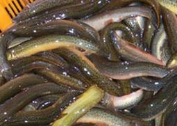 泥鳅的营养价值和功效 黄鳝和泥鳅的营养价值和功效