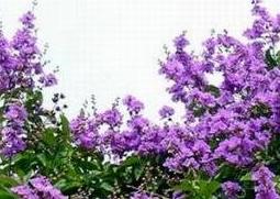 紫薇花的养殖方法和注意事项 紫薇花的养殖方法和注意事项月