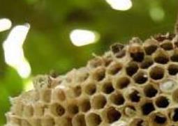 露蜂房的功效与作用及禁忌 露蜂房的功效与作用