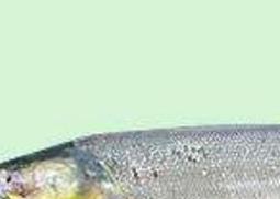 黄钻鱼的营养价值及功效与禁忌 黄钻鱼的营养价值及功效