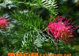 红花银桦的功效与作用 红花银桦的功效与作用及禁忌