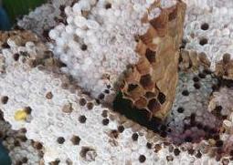 黄蜂蛹的功效与作用图片 黄蜂蛹的功效与作用