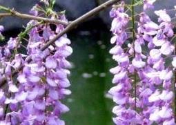 紫藤花的养殖方法和注意事项 紫藤花的养殖方法和注意事项图片