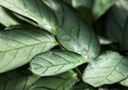 花叶竹芋的种植方法和病虫害防治（花叶竹芋的种植方法和病虫害防治视频）