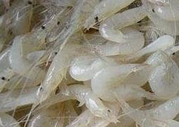 白米虾的营养价值 白米虾的营养价值与功效