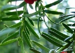 红豆杉的养殖方法和技巧（红豆杉的养殖方法和技巧图片）