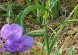 紫露草的功效与作用 紫露草的功效与作用禁忌