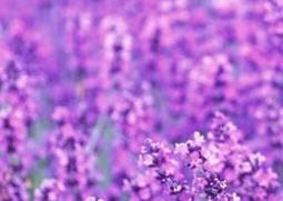 紫色花种类图片和名称 紫色花的种类及图片和简介