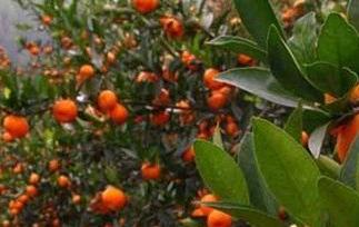 柑橘酵素的功效与作用 酵素在柑橘上的应用