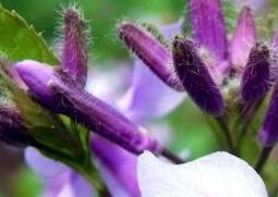紫色兰草花如何养殖（紫兰花怎么养殖）