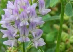 紫花苜蓿的功效与作用及食用方法 紫花苜蓿的功效与作用