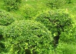 常绿灌木品种介绍 常绿观赏灌木品种