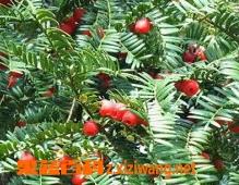 红豆杉的养殖方法和注意事项（盆栽红豆杉的养殖方法和注意事项）