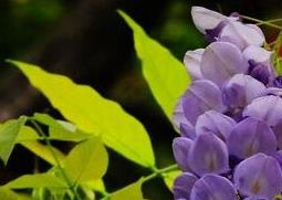紫藤花的作用与功效及禁忌 紫藤花的作用与功效