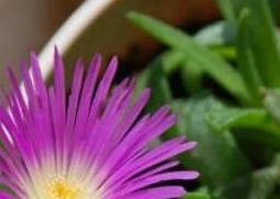 紫花照波的养殖方法和注意事项 紫露花的养殖方法和注意事项