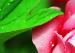 牡丹花的功效与作用 玫瑰花的功效与作用