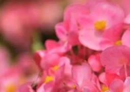 四季海棠花的养殖方法和注意事项有哪些