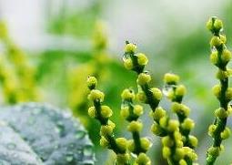 珠兰花的养殖方法和注意事项（珠兰花的养殖方法和注意事项多少钱一斤）