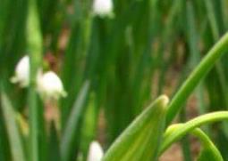 铃铛花怎么养殖 小铃铛花的养殖方法