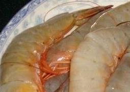 海虾的营养价值 活虾和海虾的营养价值