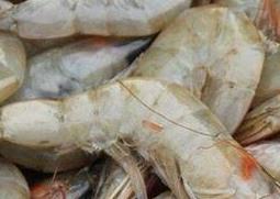 海虾的营养价值与功效 海虾的营养价值与功效与作用