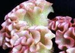 白鸡冠花的功效与作用 红鸡冠花和白鸡冠花的功效与作用